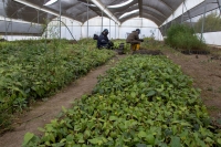 Quinta agroecológica produce varios tipos de cultivos